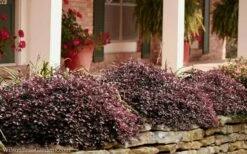 Purple Pixie Loropetalum - 1 Gallon Pot -Wilson Bros Gardens Shop Loropetalum Purple Pixie 102 4