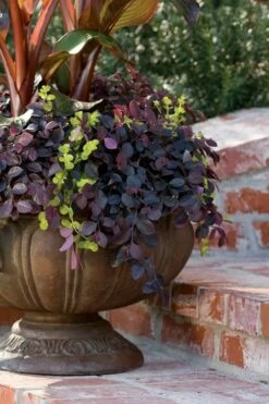 Purple Pixie Loropetalum - 2.5 Quart Pot -Wilson Bros Gardens Shop Loropetalum Purple Pixie 104 3