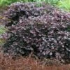 Purple Pixie Loropetalum - 6 Pack Of 1 Gallon Pots