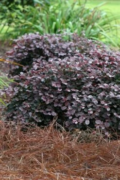 Purple Pixie Loropetalum - 3 Gallon Pot