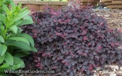 Purple Pixie Loropetalum - 2 Gallon Pot -Wilson Bros Gardens Shop Loropetalum Purple Pixie 12 2