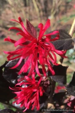 Red Diamond Loropetalum - 7 Gallon Pot