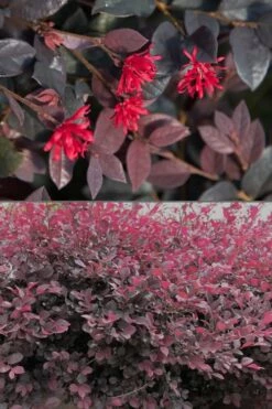 Red Diamond Loropetalum - 7 Gallon Pot -Wilson Bros Gardens Shop Loropetalum Red Diamond 500x750 4