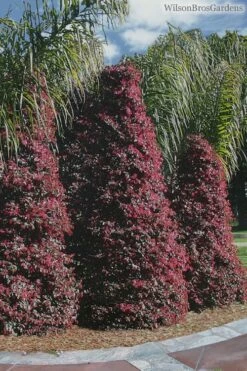 Zhuzhou Loropetalum (Chinese Fringeflower) - 7 Gallon Pot 12 Zhuzhou Loropetalum (Chinese Fringeflower) - 7 Gallon Pot -Wilson Bros Gardens Shop Loropetalum ZhuZhou 22 1