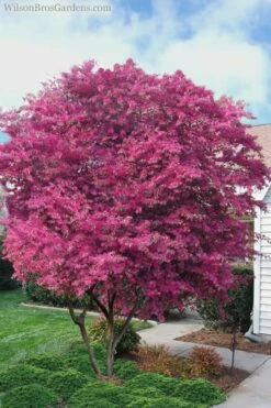 Zhuzhou Loropetalum (Chinese Fringeflower) - 3 Gallon Pot -Wilson Bros Gardens Shop Loropetalum ZhuZhou 23