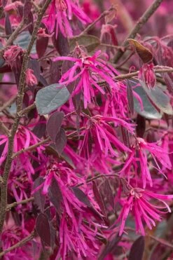 Zhuzhou Loropetalum (Chinese Fringeflower) - 3 Gallon Pot -Wilson Bros Gardens Shop Loropetalum ZhuZhou BS
