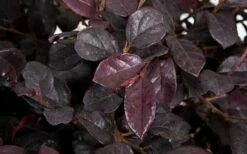 Red Diamond Loropetalum - 2 Gallon Pot -Wilson Bros Gardens Shop LoropetalumRedDiamond 3 1