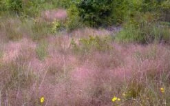 Purple Lovegrass - Eragrostis Spectabilis - 16 Pack Of 1 Gallon Pots -Wilson Bros Gardens Shop Lovegrass Purple 2