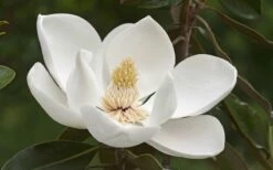 Alta Southern Magnolia - 3 Gallon Pot -Wilson Bros Gardens Shop Magnolia Alta 2 2