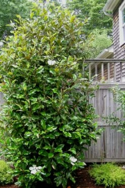 Alta Southern Magnolia - 3 Gallon Pot -Wilson Bros Gardens Shop Magnolia Alta 500x750 3