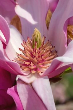 Ann Magnolia Tulip Tree - 5 Gallon Pot -Wilson Bros Gardens Shop Magnolia Ann 31