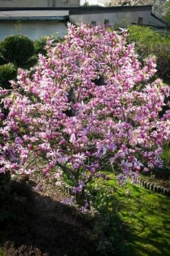 Betty Magnolia Tulip Tree - 1 Gallon Pot -Wilson Bros Gardens Shop Magnolia Betty 7