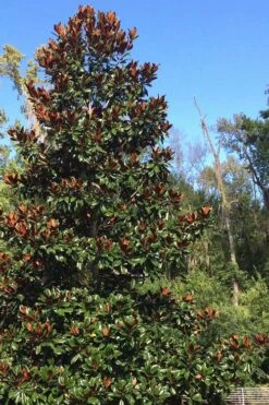 Brackens Brown Beauty Magnolia - 1 Gallon Pot 10 Brackens Brown Beauty Magnolia - 1 Gallon Pot -Wilson Bros Gardens Shop Magnolia Bracken Brown Beauty 500x750 5
