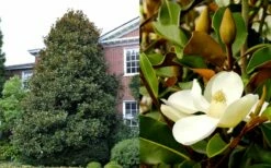 Brackens Brown Beauty Magnolia - 3 Gallon Pot 11 Brackens Brown Beauty Magnolia - 3 Gallon Pot -Wilson Bros Gardens Shop Magnolia Brackens Brown Beauty 1 1