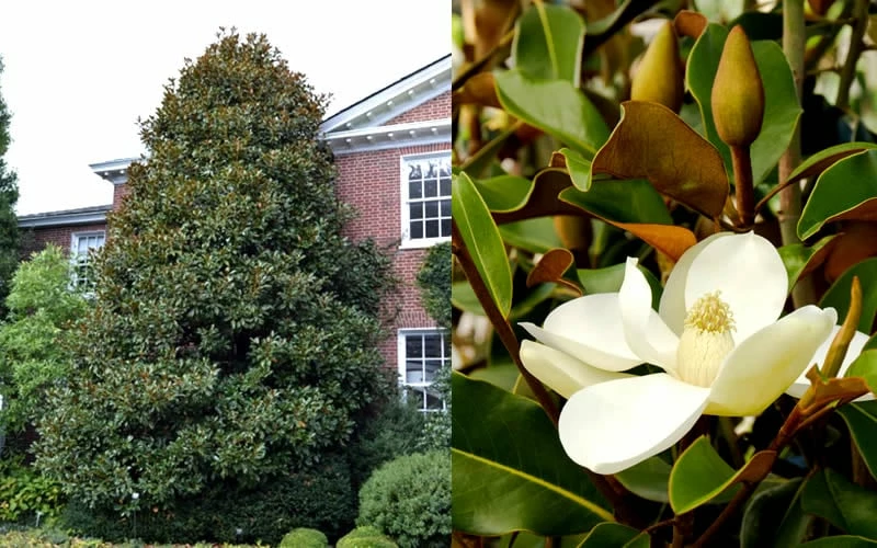 Brackens Brown Beauty Magnolia - 3 Gallon Pot 5 Brackens Brown Beauty Magnolia - 3 Gallon Pot - Image 5