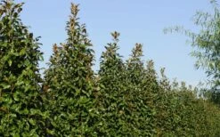 Brackens Brown Beauty Magnolia - 3 Gallon Pot 13 Brackens Brown Beauty Magnolia - 3 Gallon Pot -Wilson Bros Gardens Shop Magnolia Brackens Brown Beauty 6 1