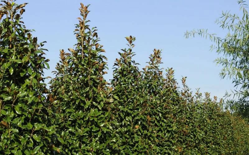 Brackens Brown Beauty Magnolia - 7 Gallon Pot (5-6') 7 Brackens Brown Beauty Magnolia - 7 Gallon Pot (5-6') - Image 7