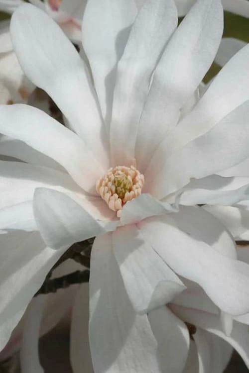 Centennial Star Magnolia - 1 Gallon Pot 7 Centennial Star Magnolia - 1 Gallon Pot - Image 7
