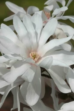 Centennial Star Magnolia - 1 Gallon Pot