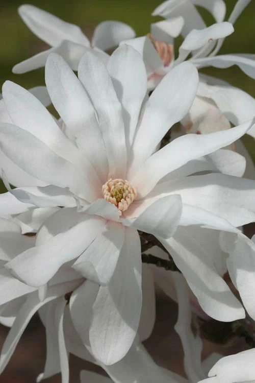 Centennial Star Magnolia - 1 Gallon Pot 1 Centennial Star Magnolia - 1 Gallon Pot