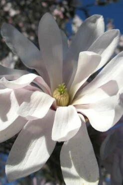 Centennial Star Magnolia - 1 Gallon Pot 15 Centennial Star Magnolia - 1 Gallon Pot -Wilson Bros Gardens Shop Magnolia Centennial 13 1