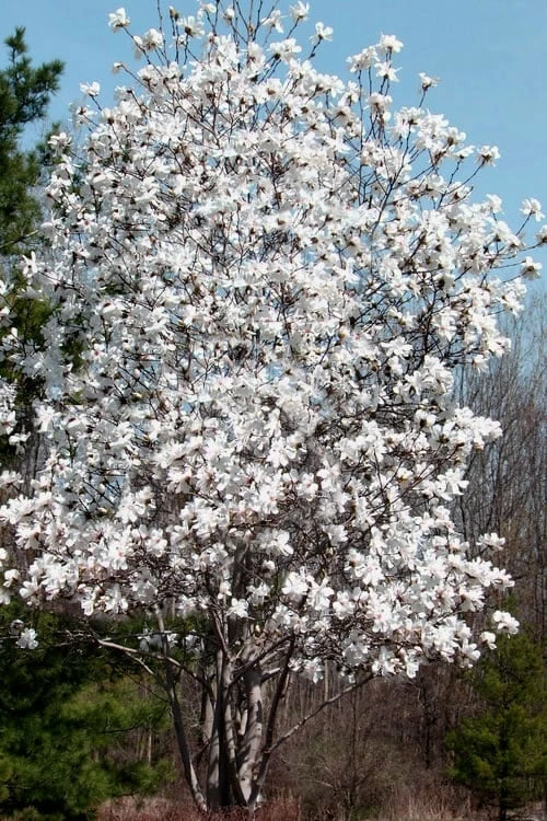 Centennial Star Magnolia - 1 Gallon Pot 4 Centennial Star Magnolia - 1 Gallon Pot - Image 4