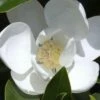 Claudia Wannamaker Southern Magnolia - 3 Gallon Pot