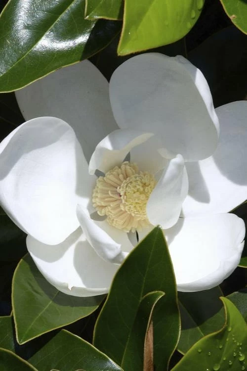 Claudia Wannamaker Southern Magnolia - 7 Gallon Pot (5-6') 1 Claudia Wannamaker Southern Magnolia - 7 Gallon Pot (5-6')