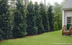 Claudia Wannamaker Southern Magnolia - 3 Gallon Pot -Wilson Bros Gardens Shop Magnolia Claudia Wannamaker 2 2