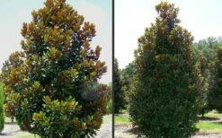 D. D. Blanchard Southern Magnolia - 1 Gallon Pot -Wilson Bros Gardens Shop Magnolia DD Blanchard 2