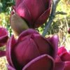 Genie Magnolia Tulip Tree - 3 Gallon Pot