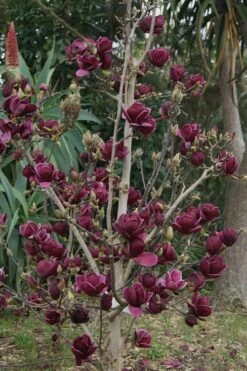 Genie Magnolia Tulip Tree - 7 Gallon Pot (6-7') -Wilson Bros Gardens Shop Magnolia Genie 21 2