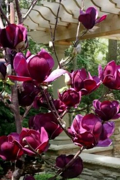 Genie Magnolia Tulip Tree - 7 Gallon Pot (6-7') -Wilson Bros Gardens Shop Magnolia Genie 4 2