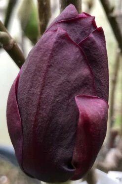 Genie Magnolia Tulip Tree - 5 Gallon Pot -Wilson Bros Gardens Shop Magnolia Genie 8 1