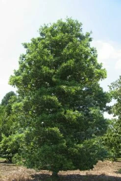 Green Shadow Sweetbay Magnolia Tree (Magnolia Virginiana) - 3 Gallon Pot (4-5') -Wilson Bros Gardens Shop Magnolia Green Shadow Sweetbay Mature 1