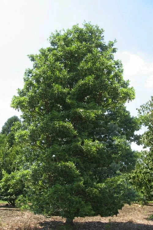 Green Shadow Sweetbay Magnolia Tree (Magnolia Virginiana) - 1 Gallon Pot 4 Green Shadow Sweetbay Magnolia Tree (Magnolia Virginiana) - 1 Gallon Pot - Image 4