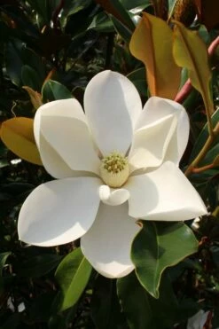 Kay Parris Southern Magnolia - 7 Gallon Pot (5-6')