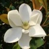 Kay Parris Southern Magnolia - 7 Gallon Pot (3-4')
