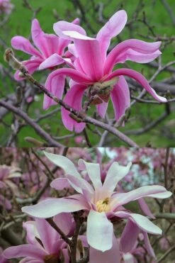 Leonard Messel Star Magnolia - 3 Gallon Pot -Wilson Bros Gardens Shop Magnolia Leonard Messel 21 1
