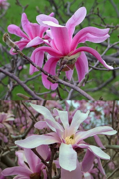 Leonard Messel Star Magnolia - 1 Gallon Pot 8 Leonard Messel Star Magnolia - 1 Gallon Pot - Image 8