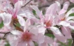 Leonard Messel Star Magnolia - 1 Gallon Pot 17 Leonard Messel Star Magnolia - 1 Gallon Pot -Wilson Bros Gardens Shop Magnolia Leonard Messel 23