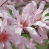Leonard Messel Star Magnolia - 1 Gallon Pot