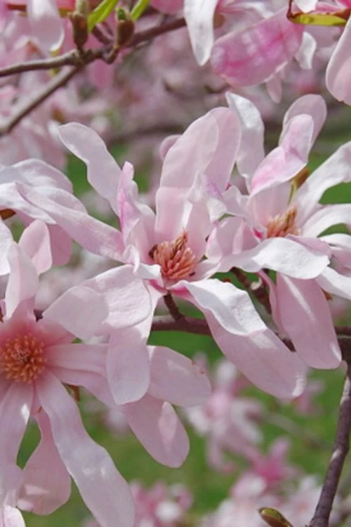 Leonard Messel Star Magnolia - 1 Gallon Pot 1 Leonard Messel Star Magnolia - 1 Gallon Pot