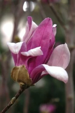 Leonard Messel Star Magnolia - 1 Gallon Pot 12 Leonard Messel Star Magnolia - 1 Gallon Pot -Wilson Bros Gardens Shop Magnolia Leonard Messel 25