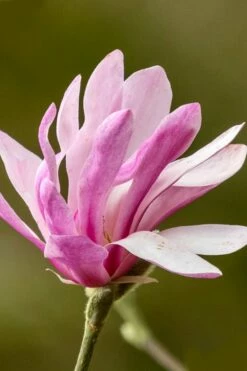 Leonard Messel Star Magnolia - 3 Gallon Pot -Wilson Bros Gardens Shop Magnolia Leonard Messel 26 1