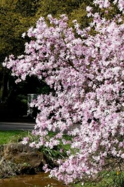 Leonard Messel Star Magnolia - 1 Gallon Pot 14 Leonard Messel Star Magnolia - 1 Gallon Pot -Wilson Bros Gardens Shop Magnolia Leonard Messel 3