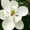 Little Gem Dwarf Southern Magnolia - 5 Gallon Pot