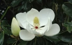 Kay Parris Southern Magnolia - 3 Gallon Pot -Wilson Bros Gardens Shop Magnolia Little Gem Bloom 2 5