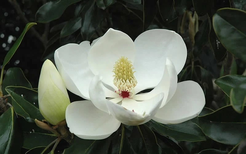 Kay Parris Southern Magnolia - 7 Gallon Pot (4-5') 8 Kay Parris Southern Magnolia - 7 Gallon Pot (4-5') - Image 8