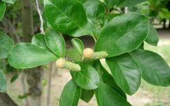 Waterlily Star Magnolia Tree - 3 Gallon Pot -Wilson Bros Gardens Shop Magnolia Star Waterlily 2